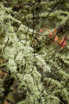 View of trees totally covered in lichen.