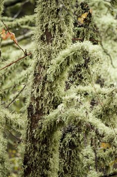 View of trees totally covered in lichen.