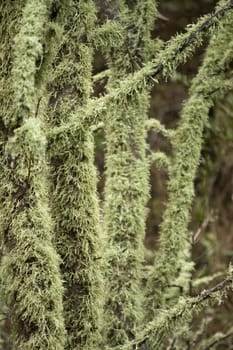 View of trees totally covered in lichen.