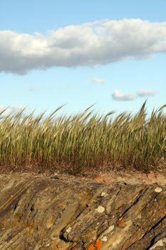 View of a vertical slice of nature, including clouds, grass and rock.