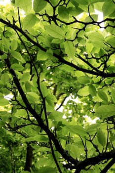 Close view of lush and bright green leafs with dark branches on a tree. 
