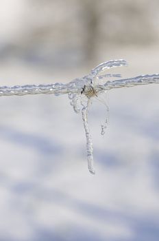 Barbed wire very iced with a little piece of fur on a blurred background