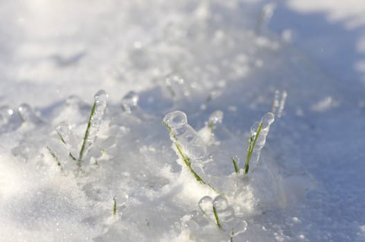 Close-up on green grass stem very iced with lot of snow