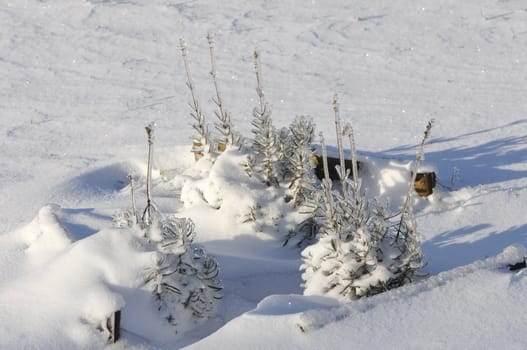 Little firs with ice and lot of snow in a field