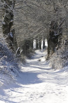 Very snowed path with trees and bushs