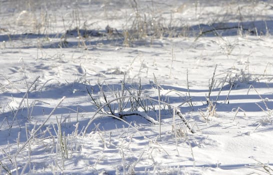 Many green grass stem very iced with lot of snow in a field