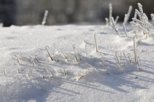 Some green grass stems very iced in a field with lot of snow