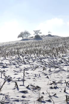 Winter landscape with part of a field and little trees