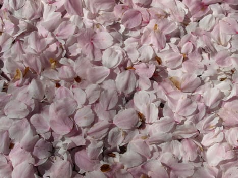petals falling from the trees in the late spring