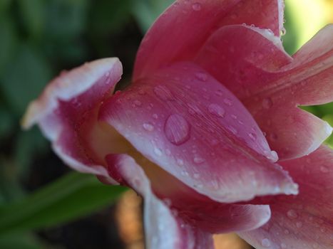 A close up view of an tulip petal after a light rain