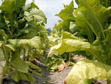 Tobacco plants in the field prior to harvest