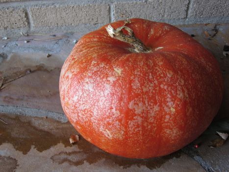 A bright orange cinderella pumpkin decoration, leftover from fall and Halloween festivities, aging and frozen to the winter ground.