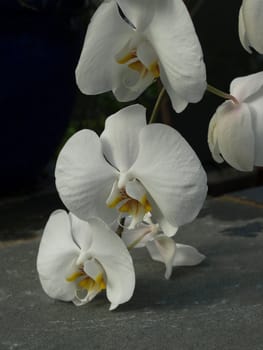 White orchids on display and shown up close