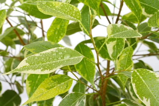 close-up ficus leaves with drops of water