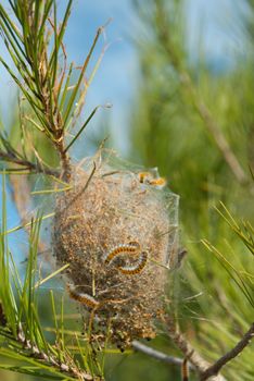 Processionary larvae, a major pine tree pest, building their nest