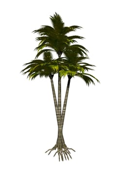 Palm tree isolated on white background