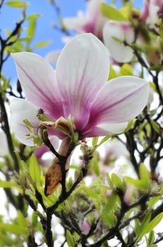 Magnolia flower on the tree