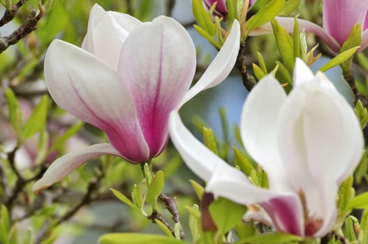 Magnolia flower on the tree