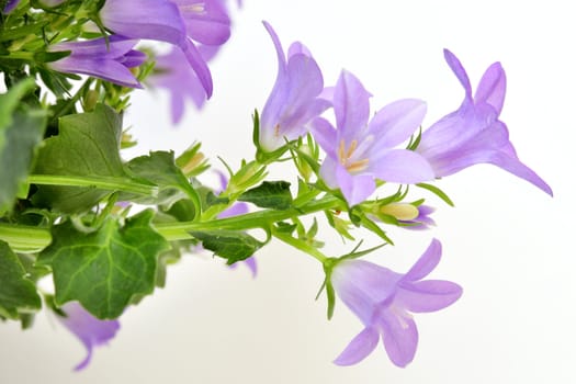 Macro from a Campanula flower