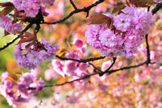 Cherry blossom in the springtime