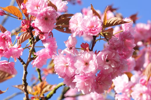 Cherry blossom in the springtime