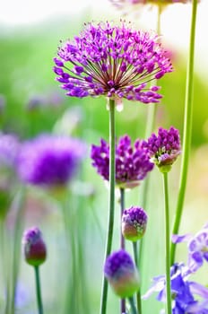 Onion blossom in the spring