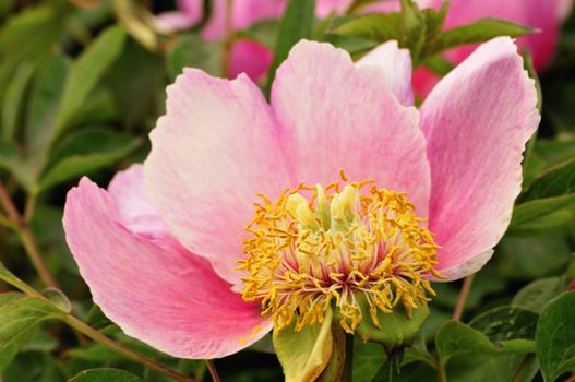 Peony in the garden