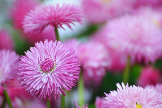 Pink Bellis in the garden