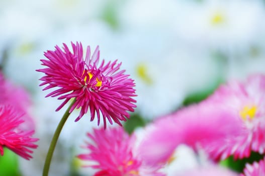 Pink Bellis in the garden