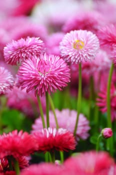 Pink Bellis in the garden