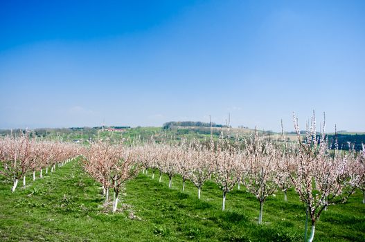 Blooming cherry trees in a row