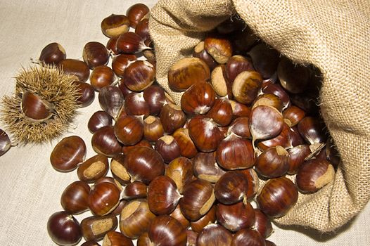 Chestnuts come out from a sack