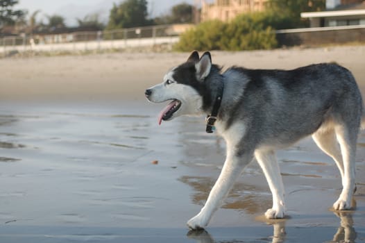 Husky on a beach