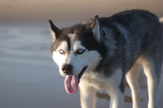 Husky on the beach