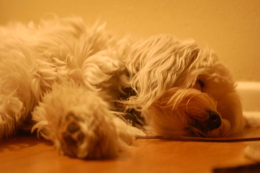 Sleeping Tibetan Terrier.