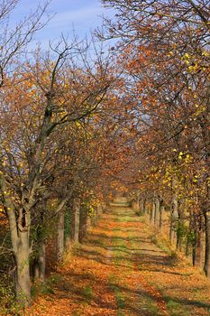 A tree-lined path in autumn with wonderful colours