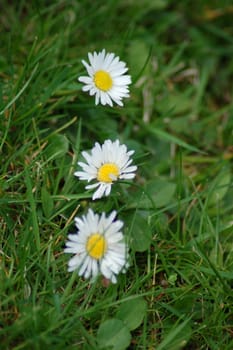 Three daisies in a row against green grass