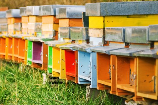 a long line of coloured beehives in the middle of a meadow