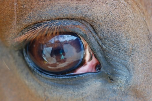 Close up of a horses eye