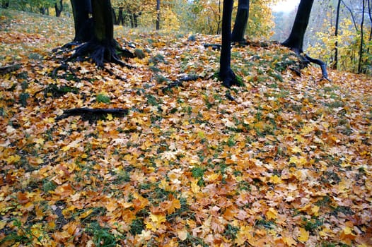 Autumn Leaves on Ground in Poland