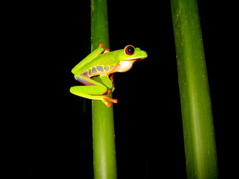 red eyed tree frog sitting on a branch
