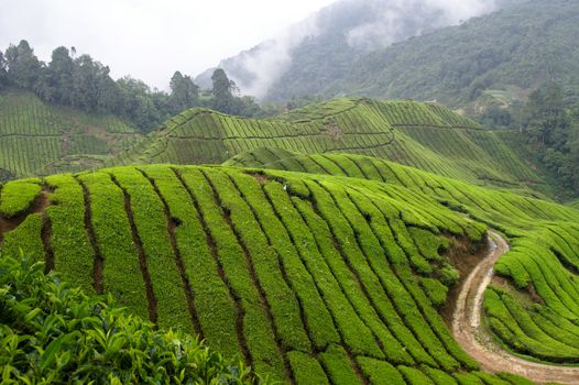 green hill covered with tea plants etween mountains and rain forest