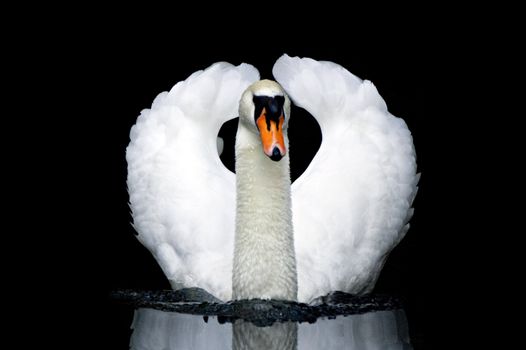 Isolated swan on a black background