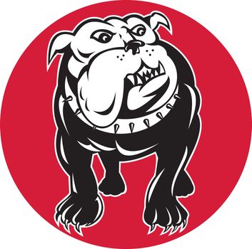 illustration of a bulldog mongrel dog facing front with spike collar set inside circle on isolated background