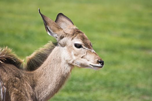 Greater Kudu calf - Tragelaphus strepsiceros - with green grass background 