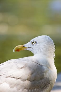 Herring gull - Larus argentatus - looking backward