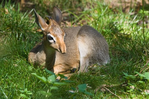 Kirk's dik-dik - Madoqua kirki - small antelope native to east- and southwest Africa