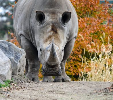 Picture of a rhino starring directly at the photographer