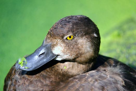 Close up portrait of a duck with a green background