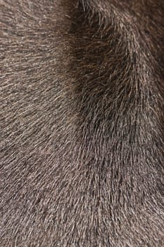 Light brown animal fur in sunshine as an abstract background